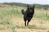 SCHIPPERKE 230